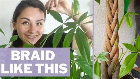 How to Braid a Money Tree: A Multi-Layered Discussion